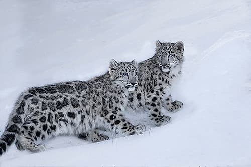 USA- Montana. Captive snow leopards in winter. Art Print